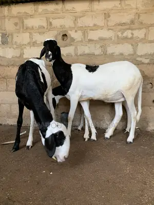 Mouton Ladoum