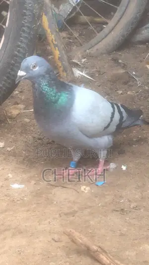 Vend Pigeon