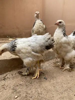 Trio Brahma Herminé Noir 35mille
