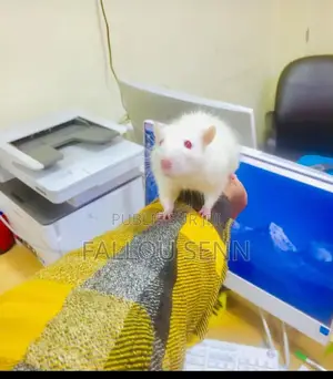 Souris Blanc