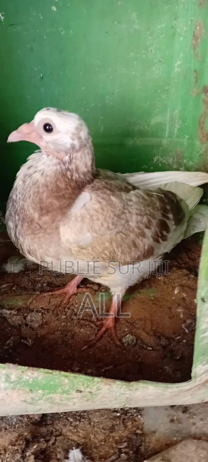 Pigeonniaux À Vendre