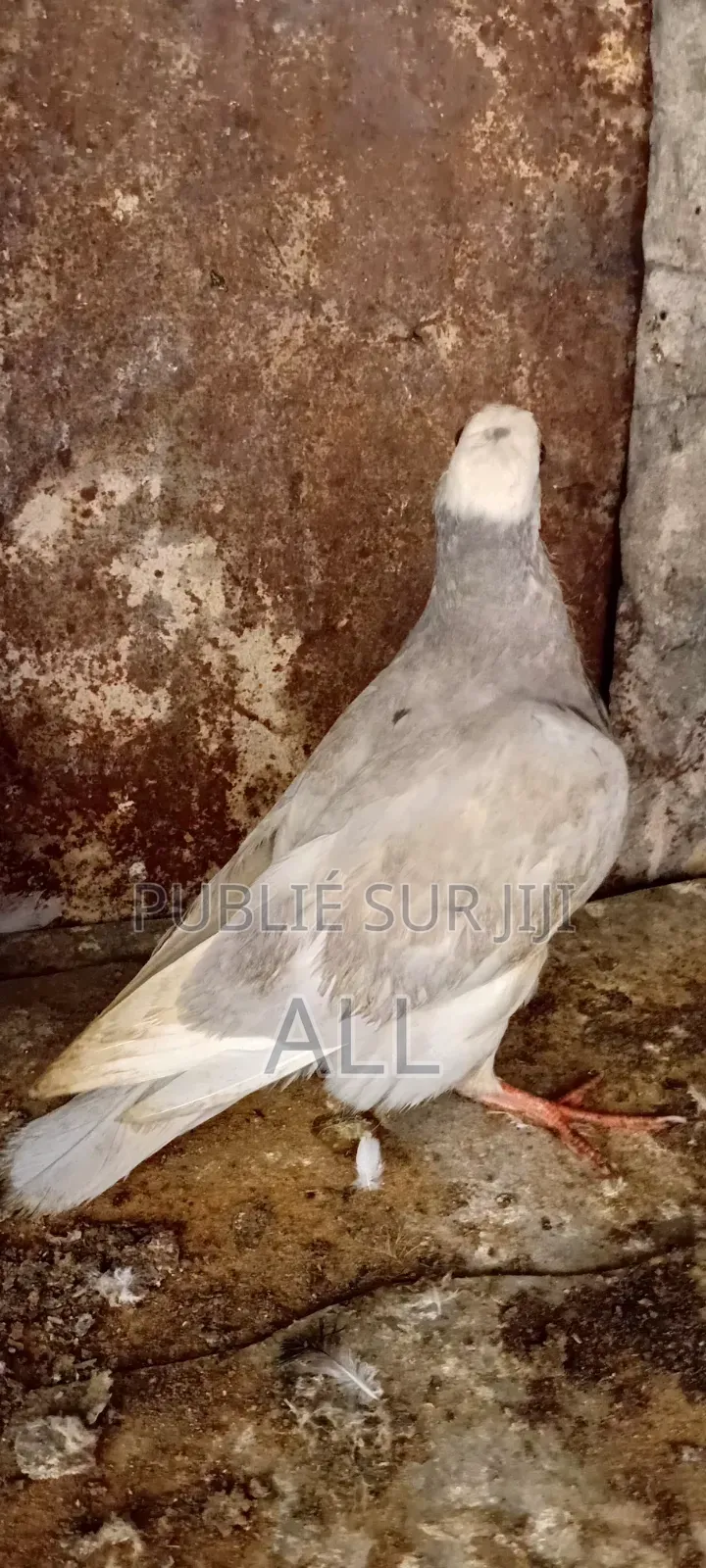 Pigeonniaux À Vendre
