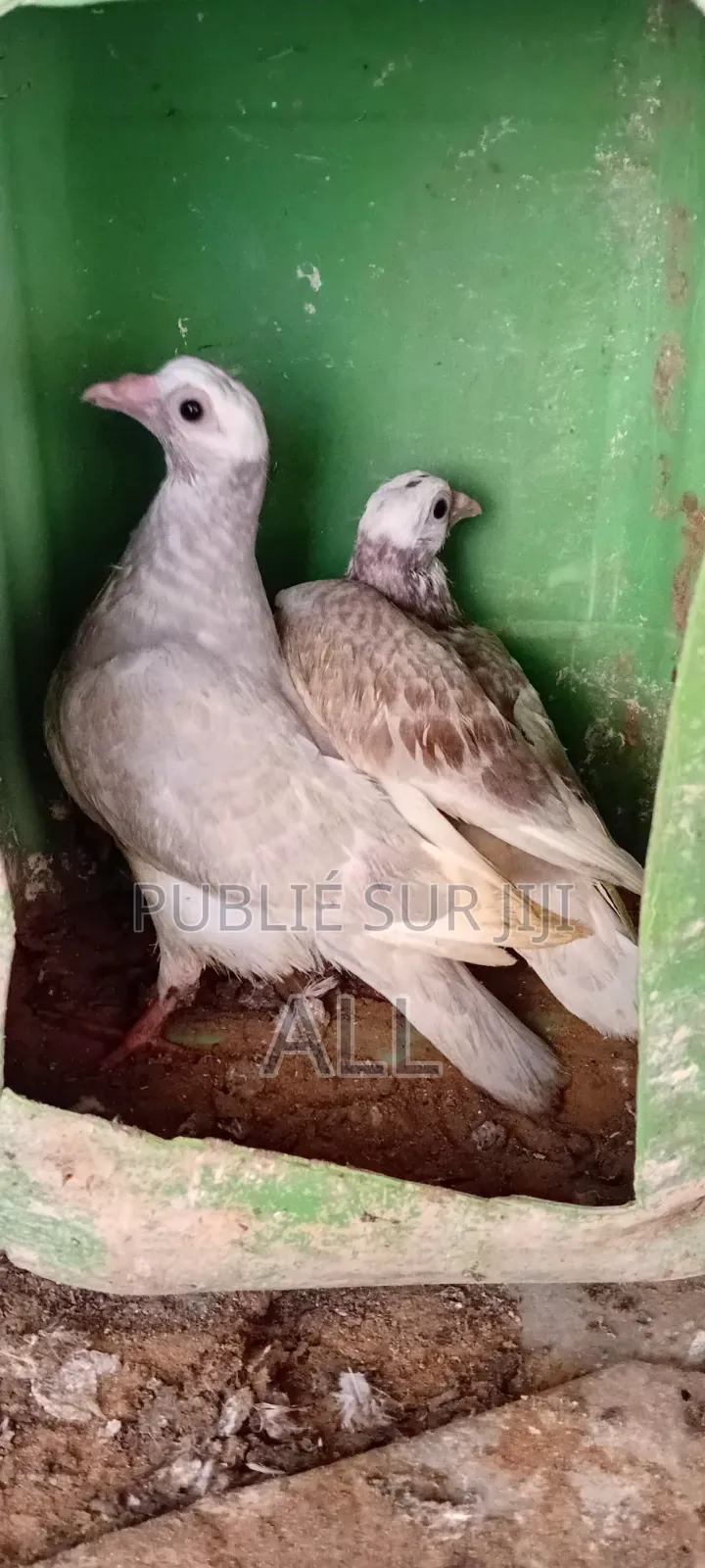 Pigeonniaux À Vendre