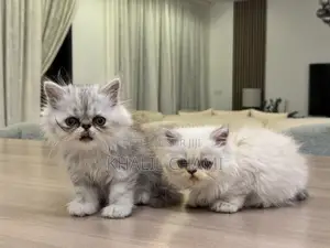 1-3 mois Femme Pure race Persian