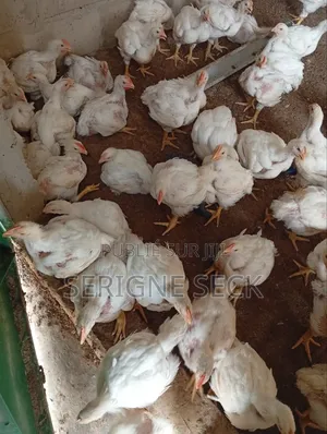 Poulets De Chair