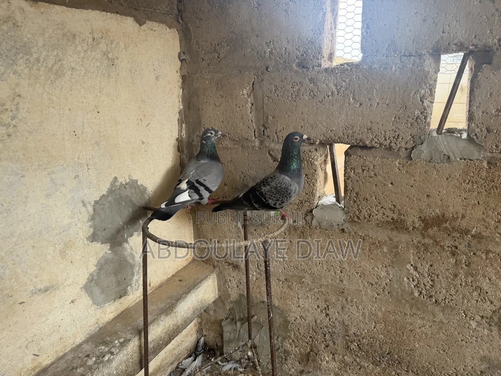 Couple Pigeon Voyageur