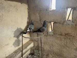 Couple Pigeon Voyageur