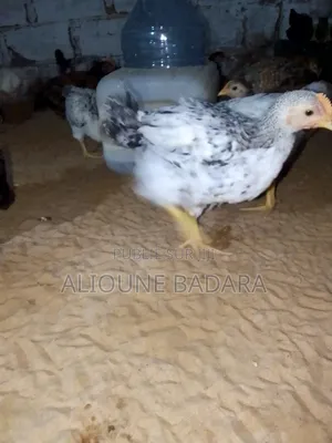 Poulets GOLIATH