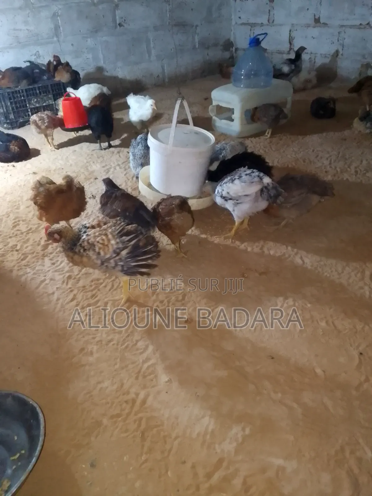Poulets GOLIATH