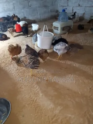 Poulets GOLIATH