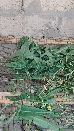 Herbe Pour Lapin