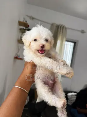 1-3 mois Homme Pure race Bichon Frise