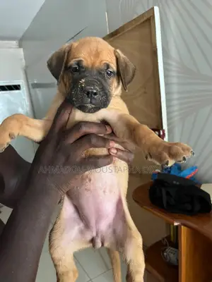 1-3 mois Femme Pure race Boerboel