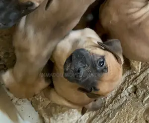 1-3 mois Femme Pure race Boerboel