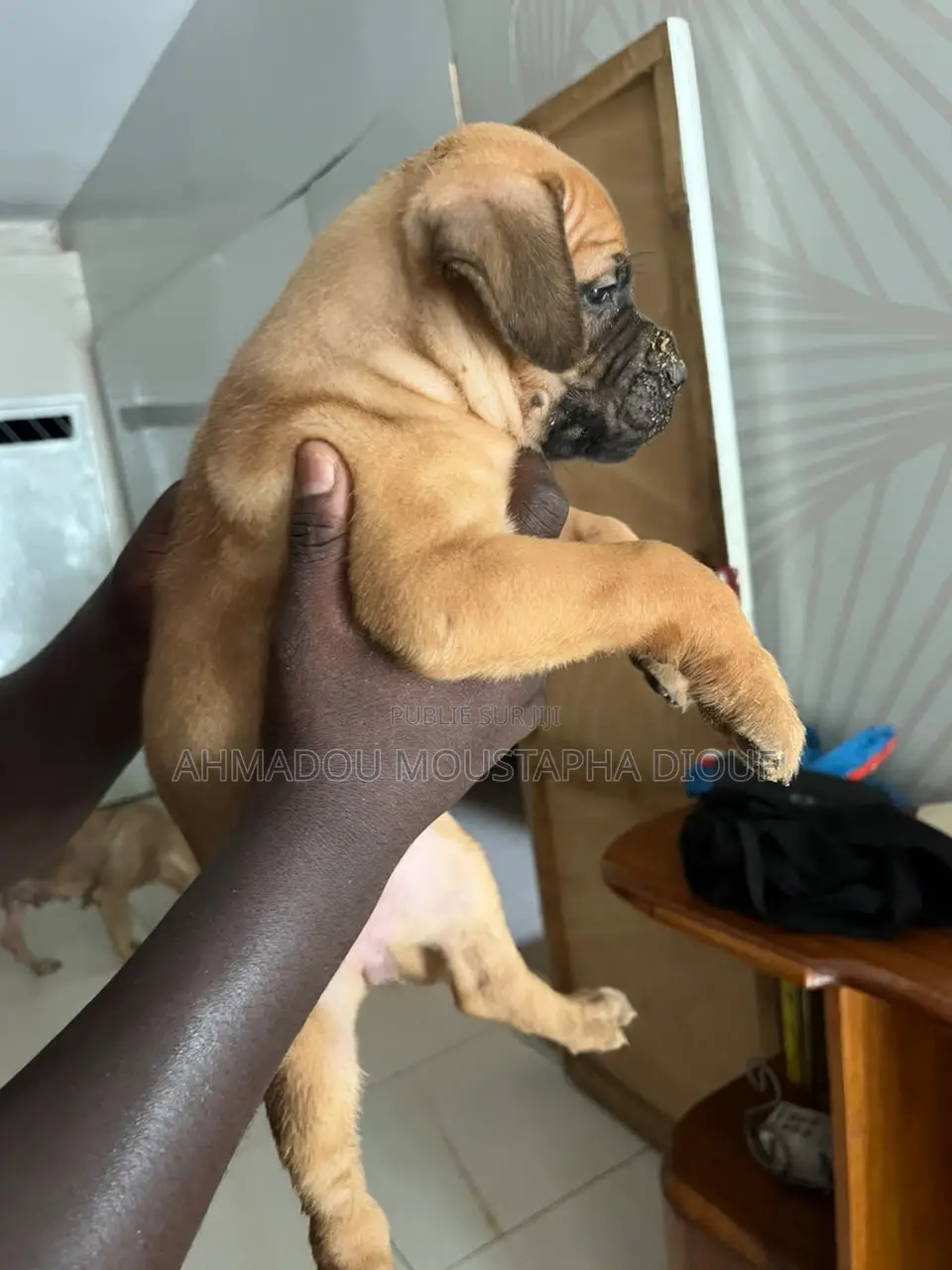 1-3 mois Femme Pure race Boerboel