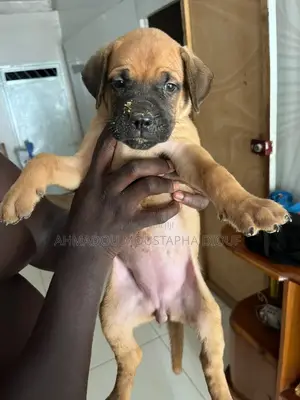 1-3 mois Femme Pure race Boerboel