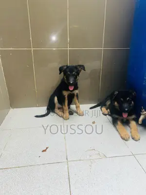 1-3 mois Homme Pure race German Shepherd