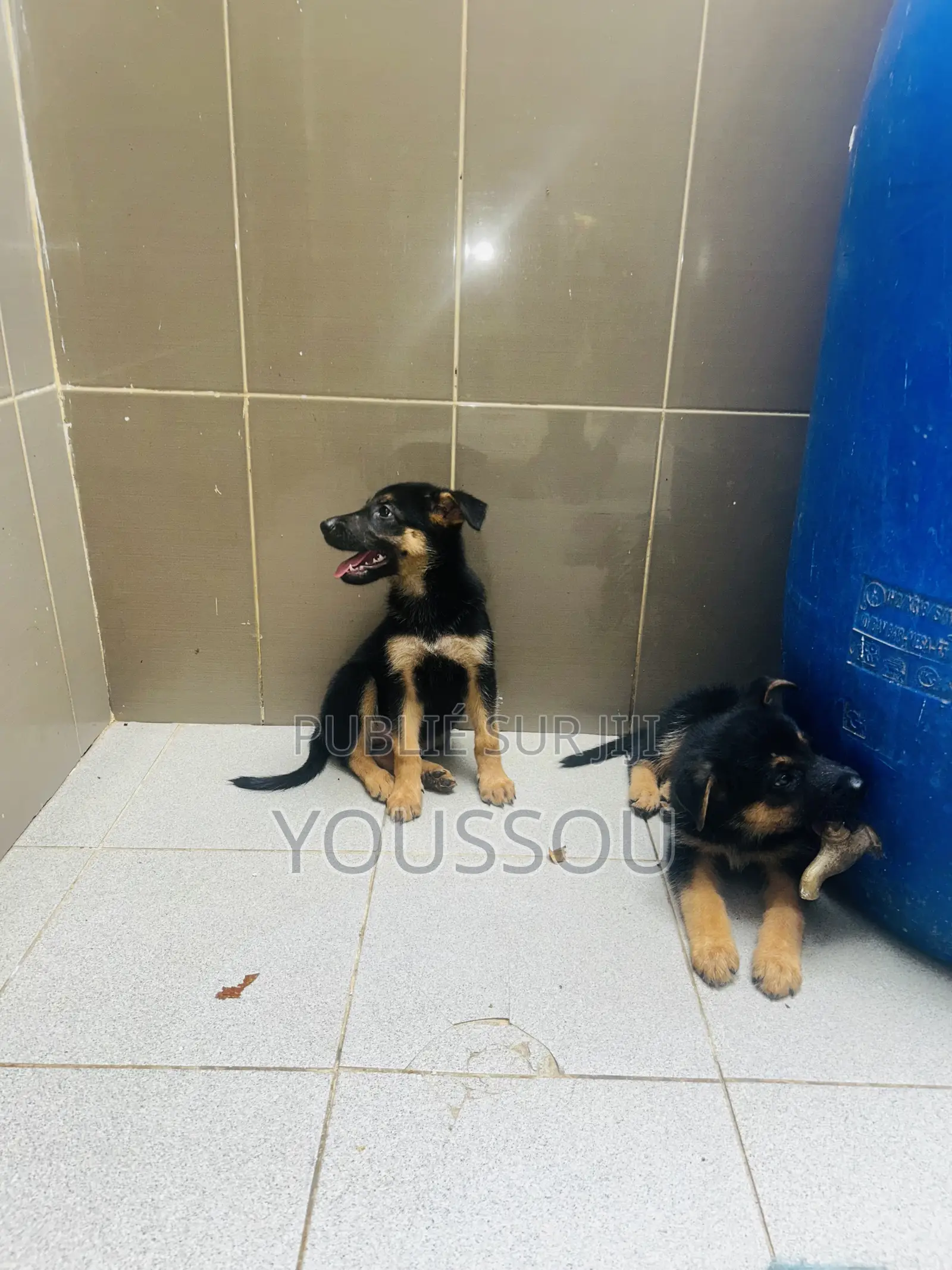 1-3 mois Homme Pure race German Shepherd