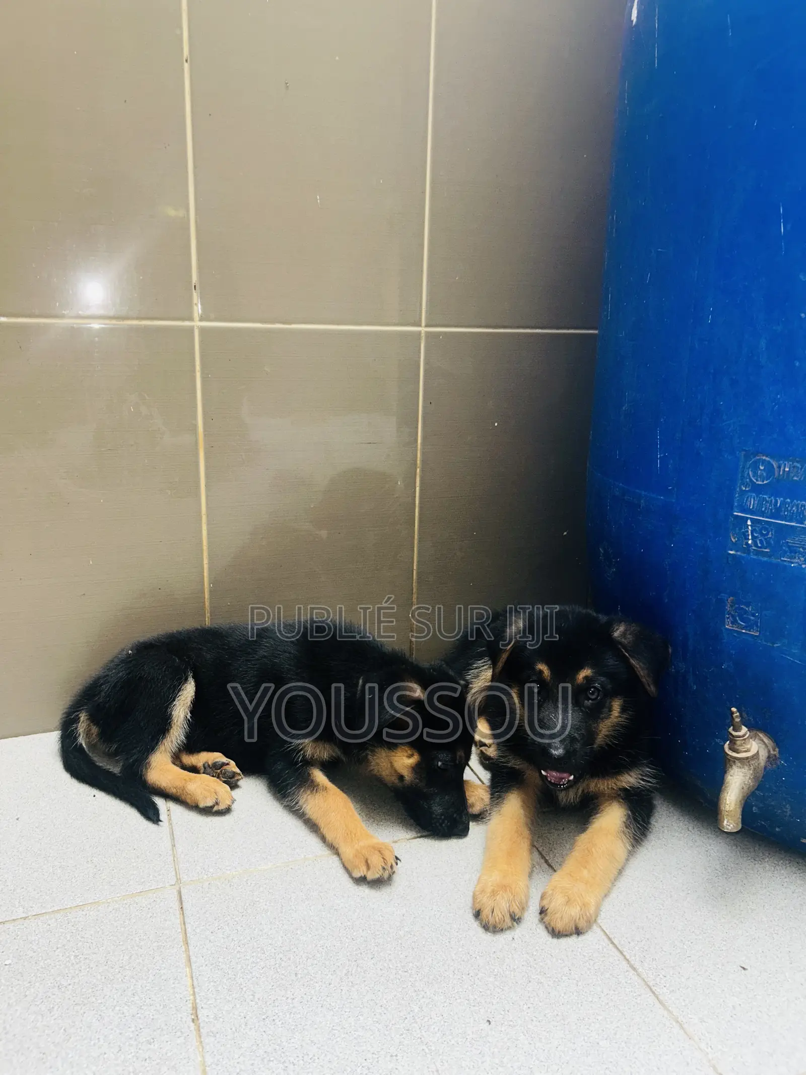 1-3 mois Homme Pure race German Shepherd
