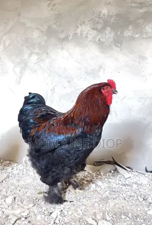 Jeune Mâle Brahman