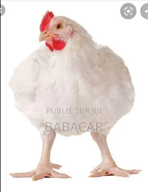Astar Poulet De Chaire