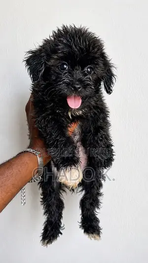 1-3 mois Homme Pure race Bichon Frise