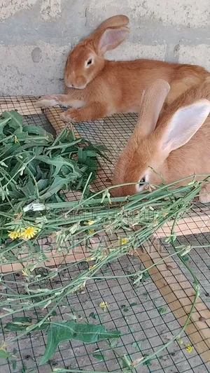 Plante Pour Lapin