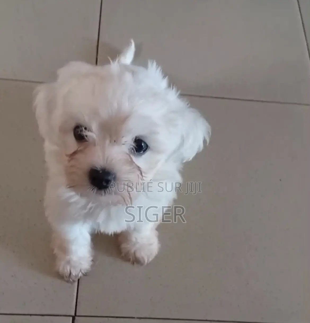 1-3 mois Femme Pure race Bichon Frise