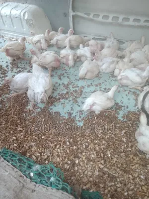 Poulet De Chair