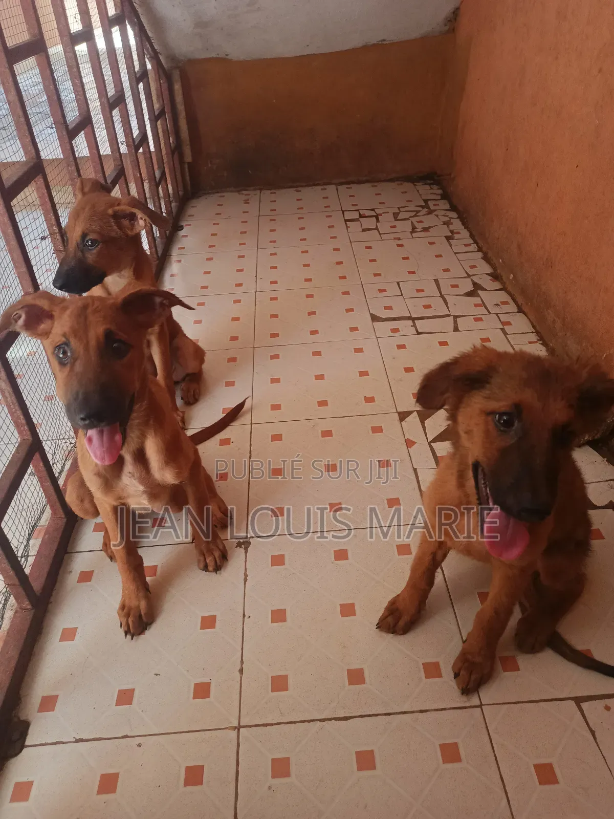 0-1 mois Femme Race mixte German Shepherd