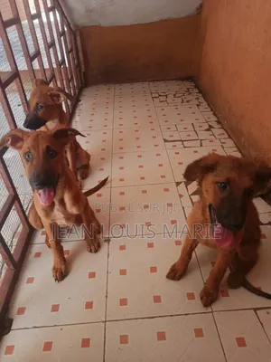 0-1 mois Femme Race mixte German Shepherd