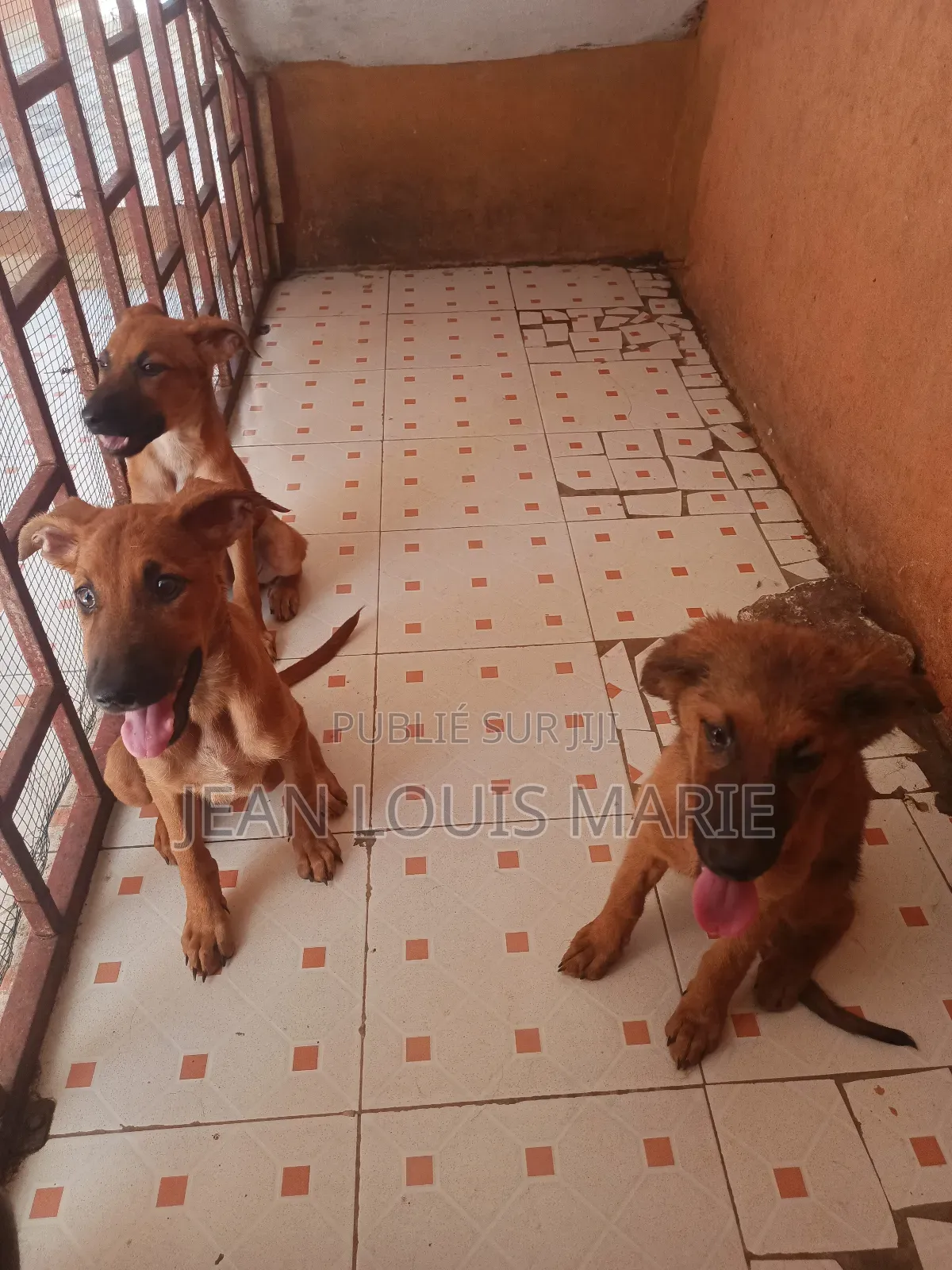 0-1 mois Femme Race mixte German Shepherd